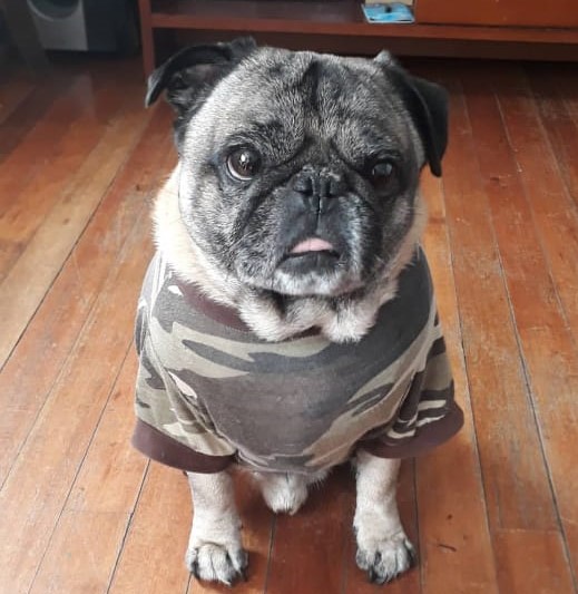 Terry, my pet. It's pug